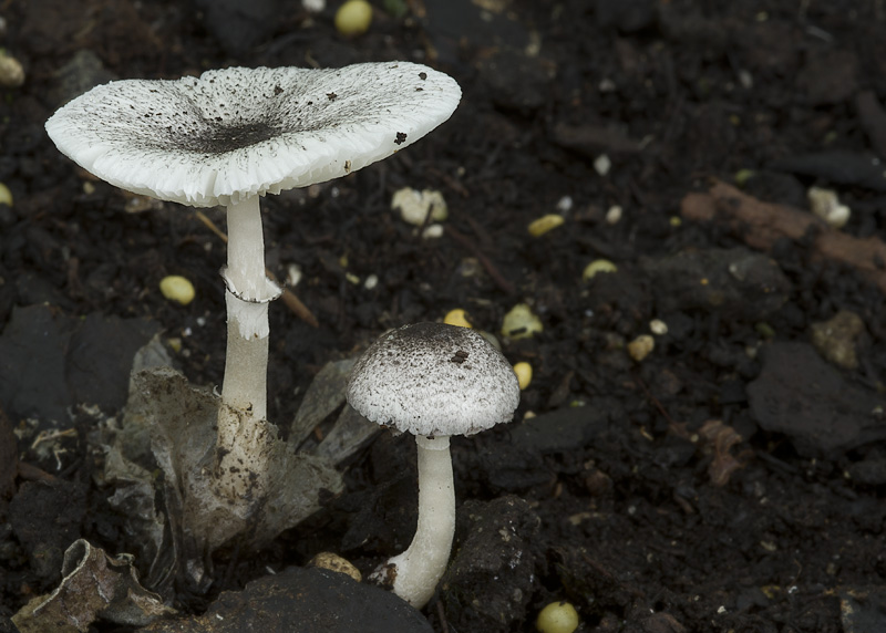 Leucocoprinus heinemannii